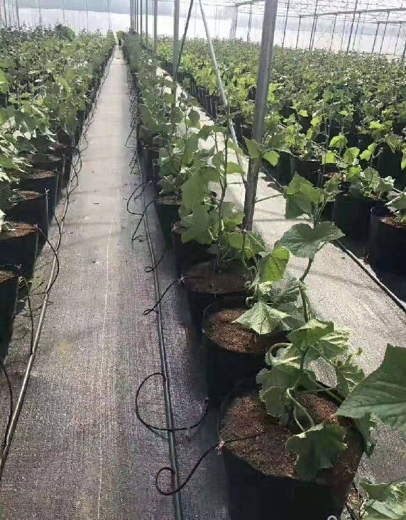 果樹下蓋草布的好處 專業(yè)養(yǎng)殖戶為何選擇生態(tài)防草布？