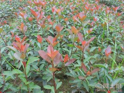 紅葉石楠小袋苗 福建漳浦的綠色風(fēng)景線
