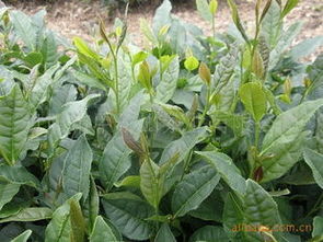 日照市甲子山茶業(yè) 花卉種子、種苗及水果產(chǎn)品綜合指南